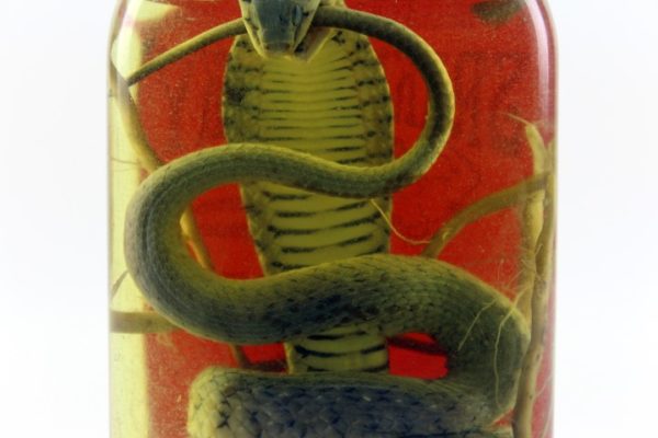 Snake Wine: Authentic Snake Liquor from Laos